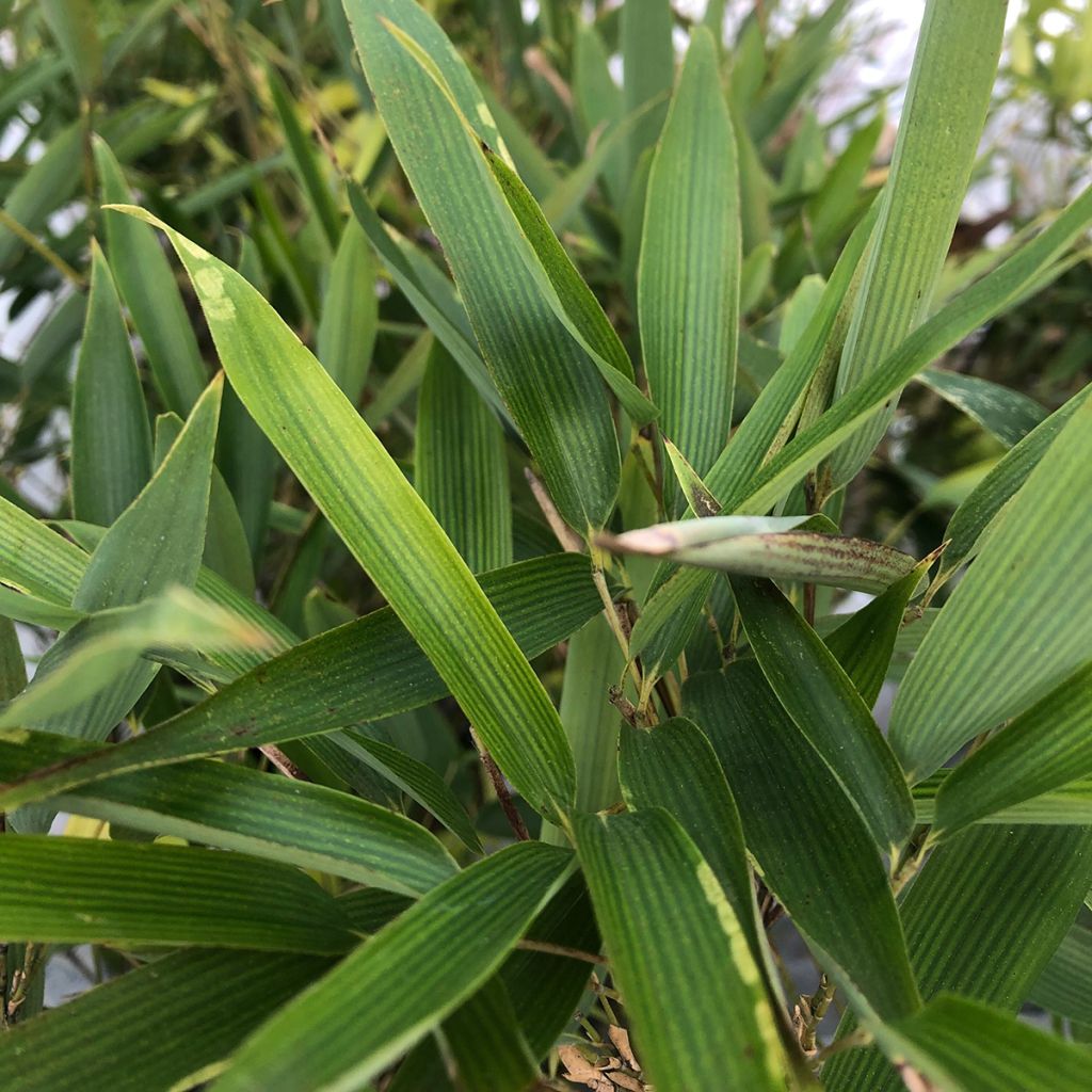 Phyllostachys heteroclada - Bambú