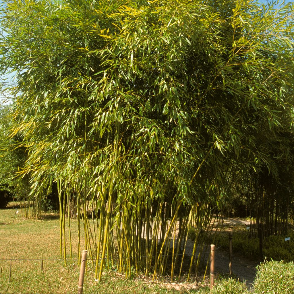 Phyllostachys viridiglaucescens - Bambú