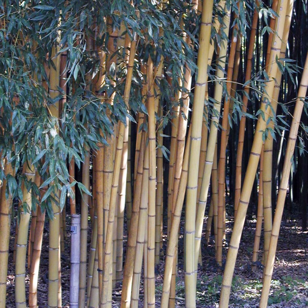 Phyllostachys viridis Sulphurea - Bambú