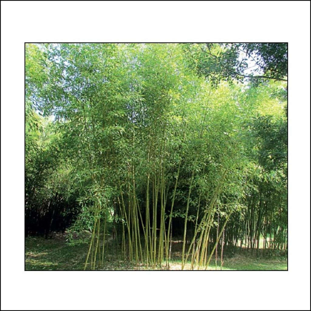Phyllostachys viridis Sulphurea - Bambú