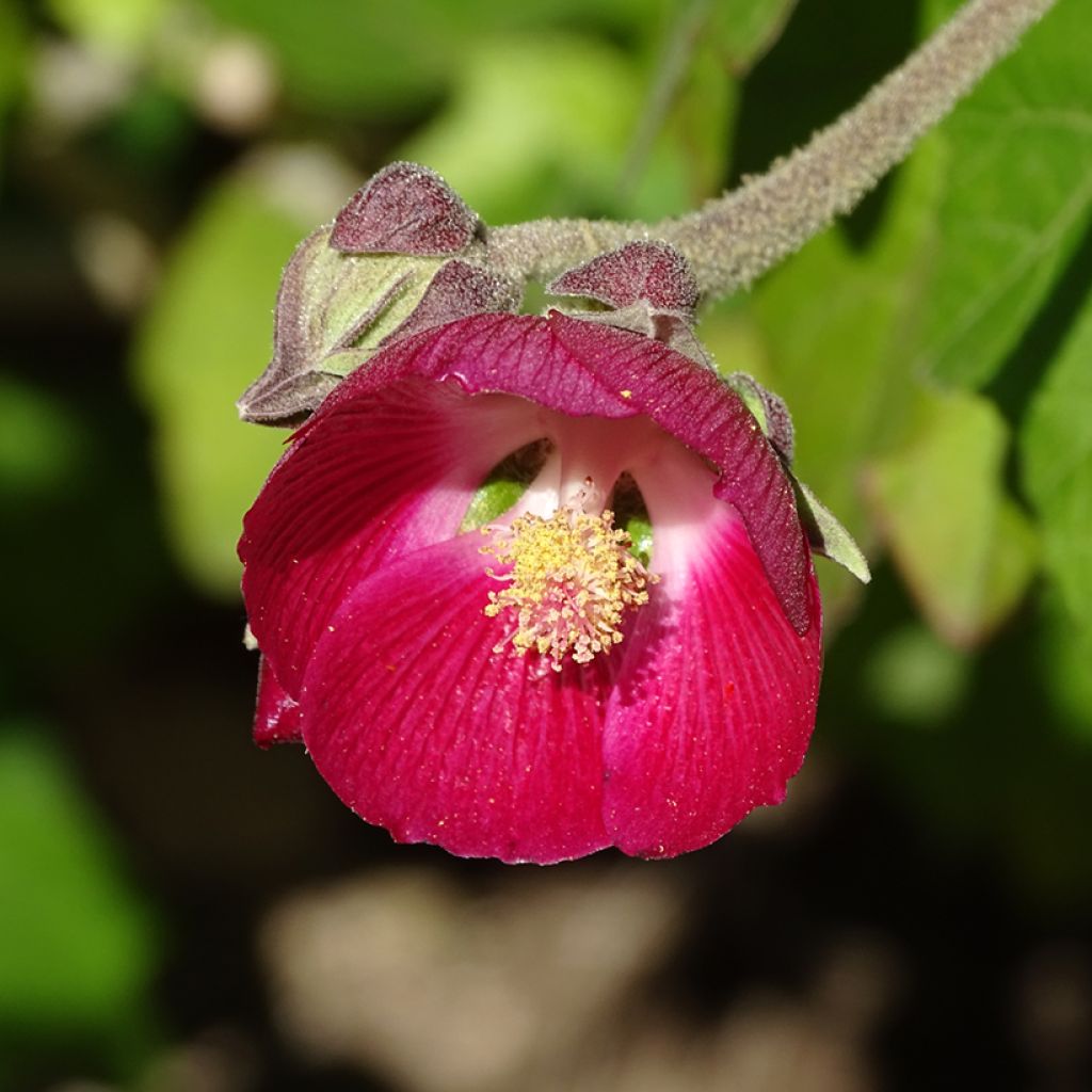 Phymosia umbellata - Fimosia