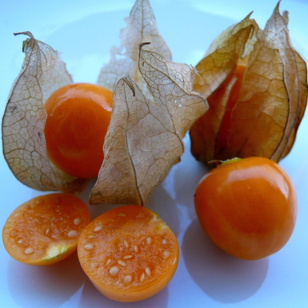 Aguaymanto - Physalis peruviana