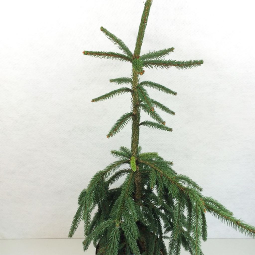 Picea abies Aarburg - Epicea commun