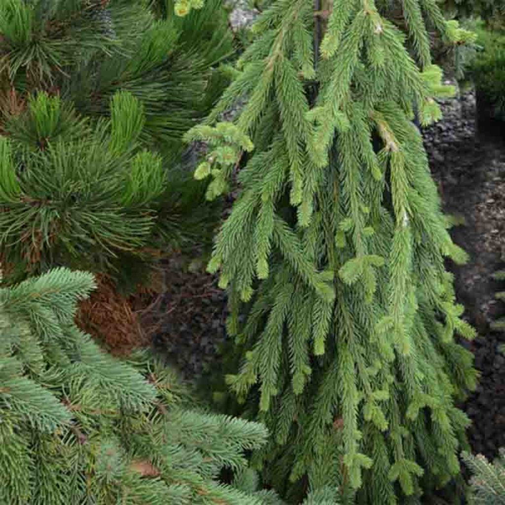 Picea abies Frohburg - Epicea pleureur