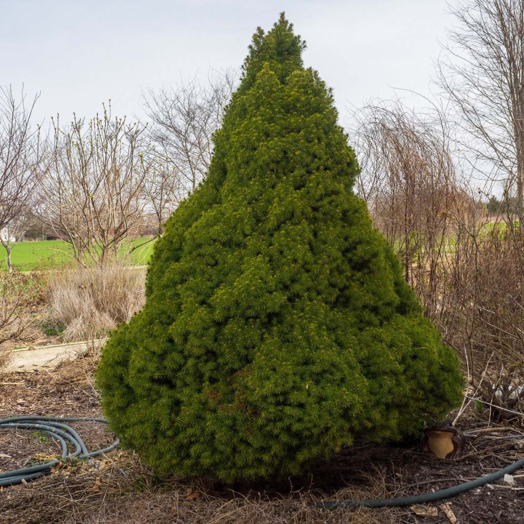 Picea glauca Conica - Pícea blanca