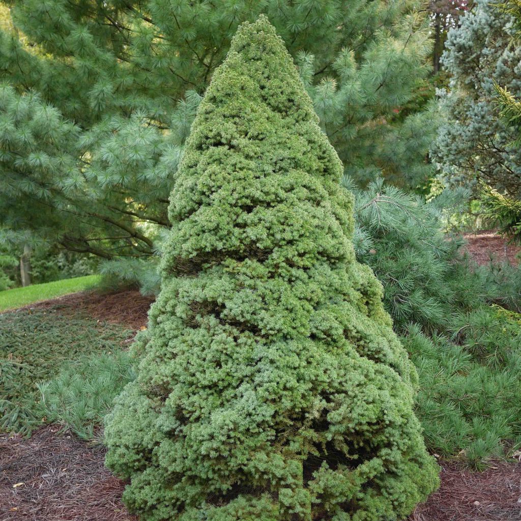 Picea glauca Rainbow's End - Epinette blanche