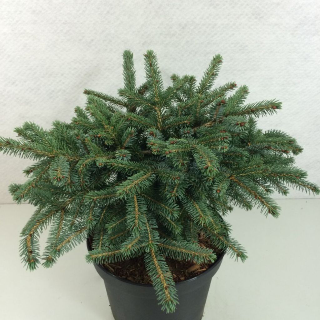 Picea mariorika (x) Machala -  Epicéa nain mariorika