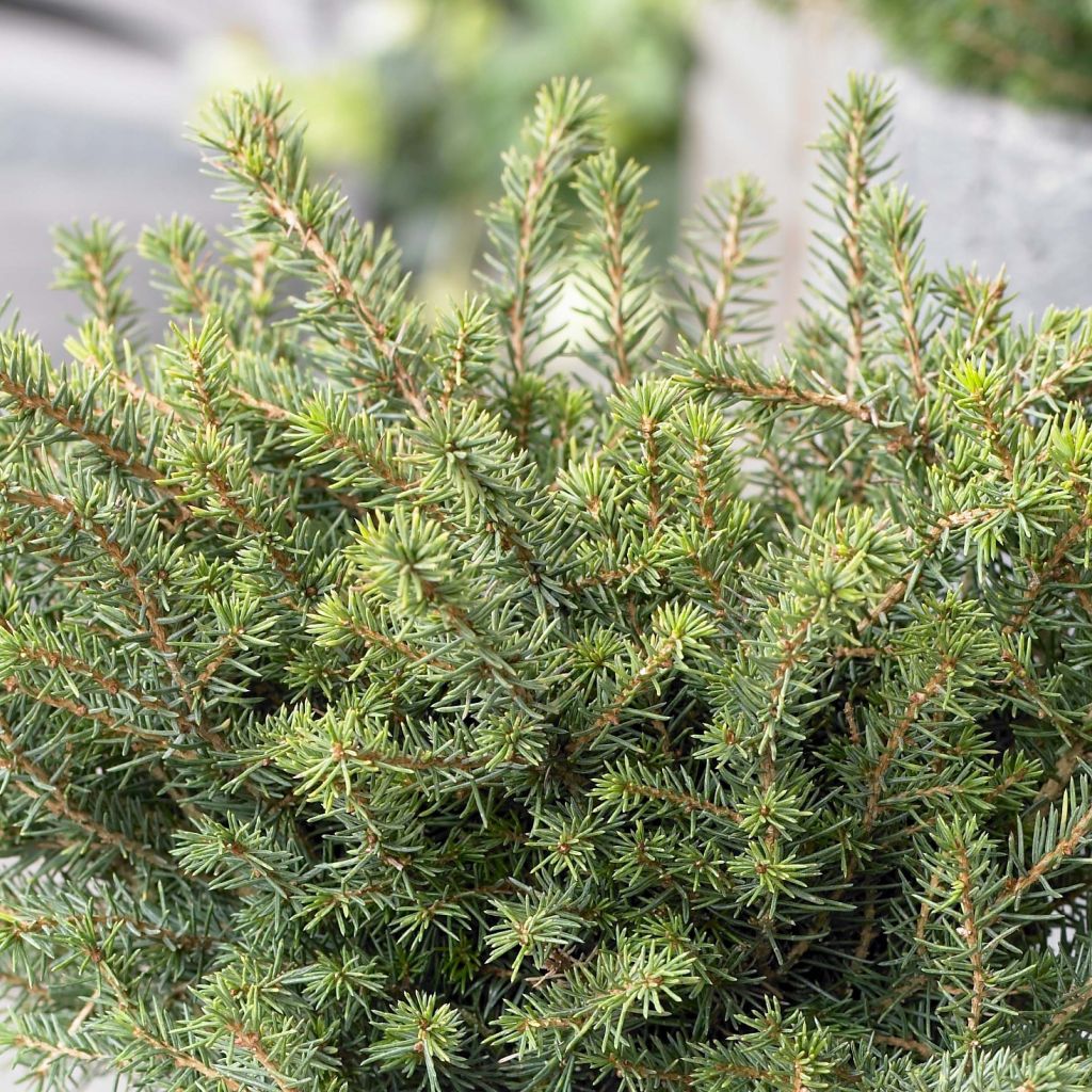Picea omorika Karel - Epicea de Serbie