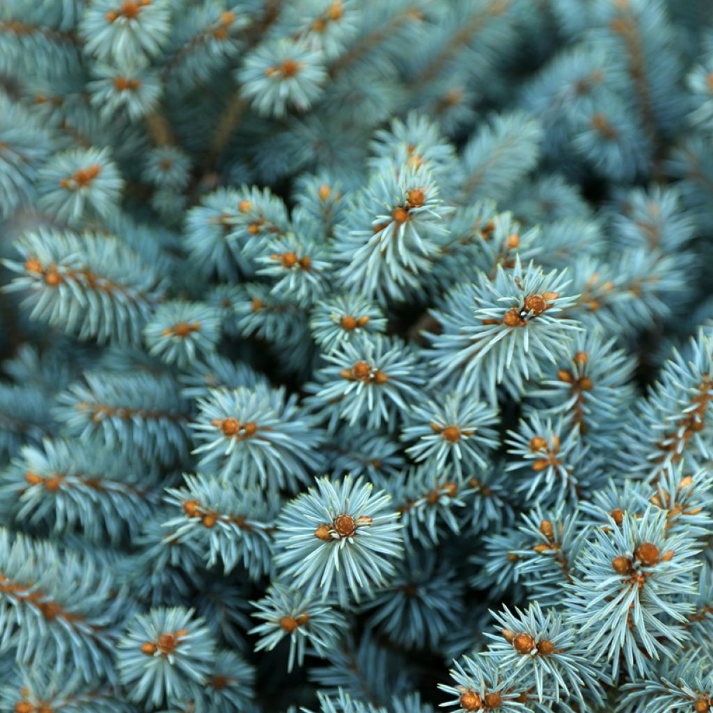 Picea pungens Tokarz - Pícea de Colorado