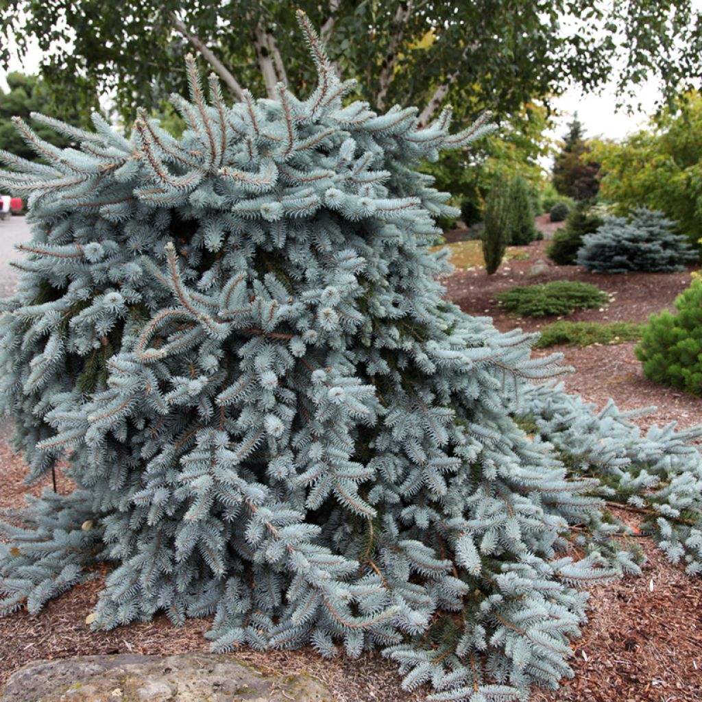Picea pungens Glauca Pendula - Pícea de Colorado