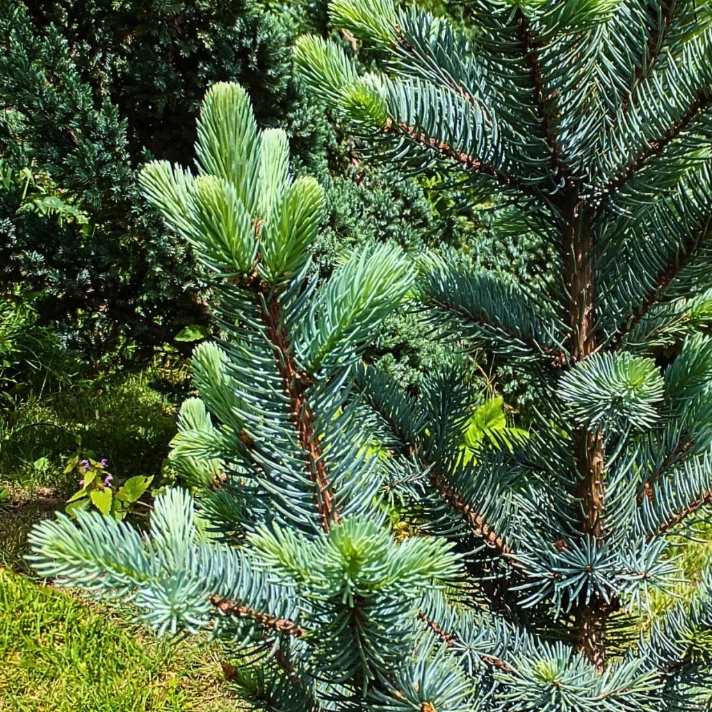 Picea pungens Iseli Fastigiate - Pícea de Colorado