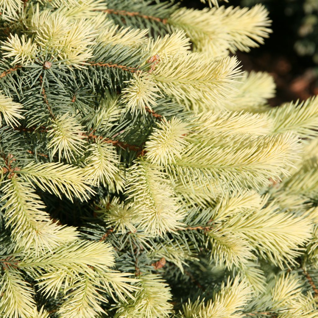 Picea pungens Jan Byczkowski - Pícea de Colorado