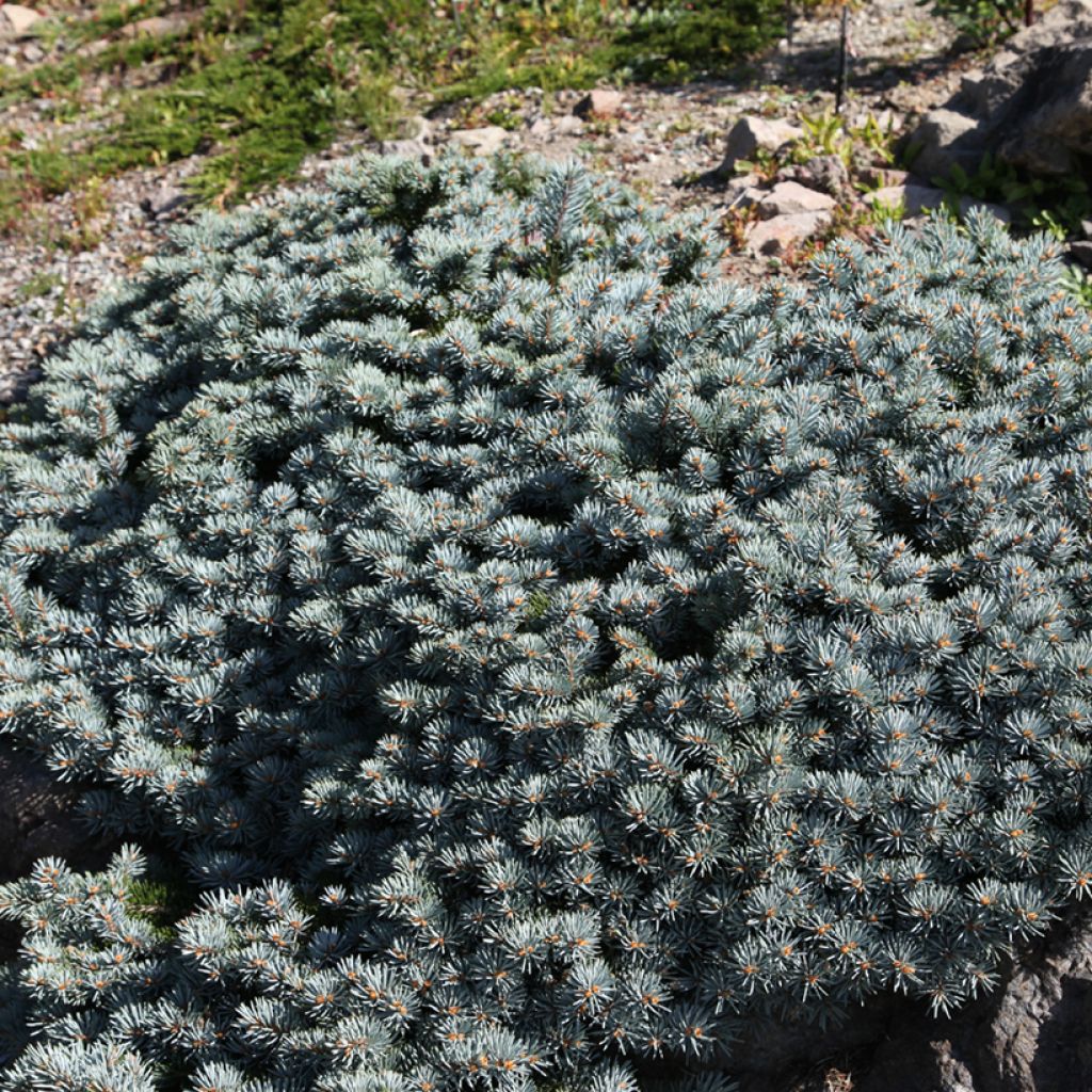 Picea pungens Saint Mary's Broom - Pícea de Colorado
