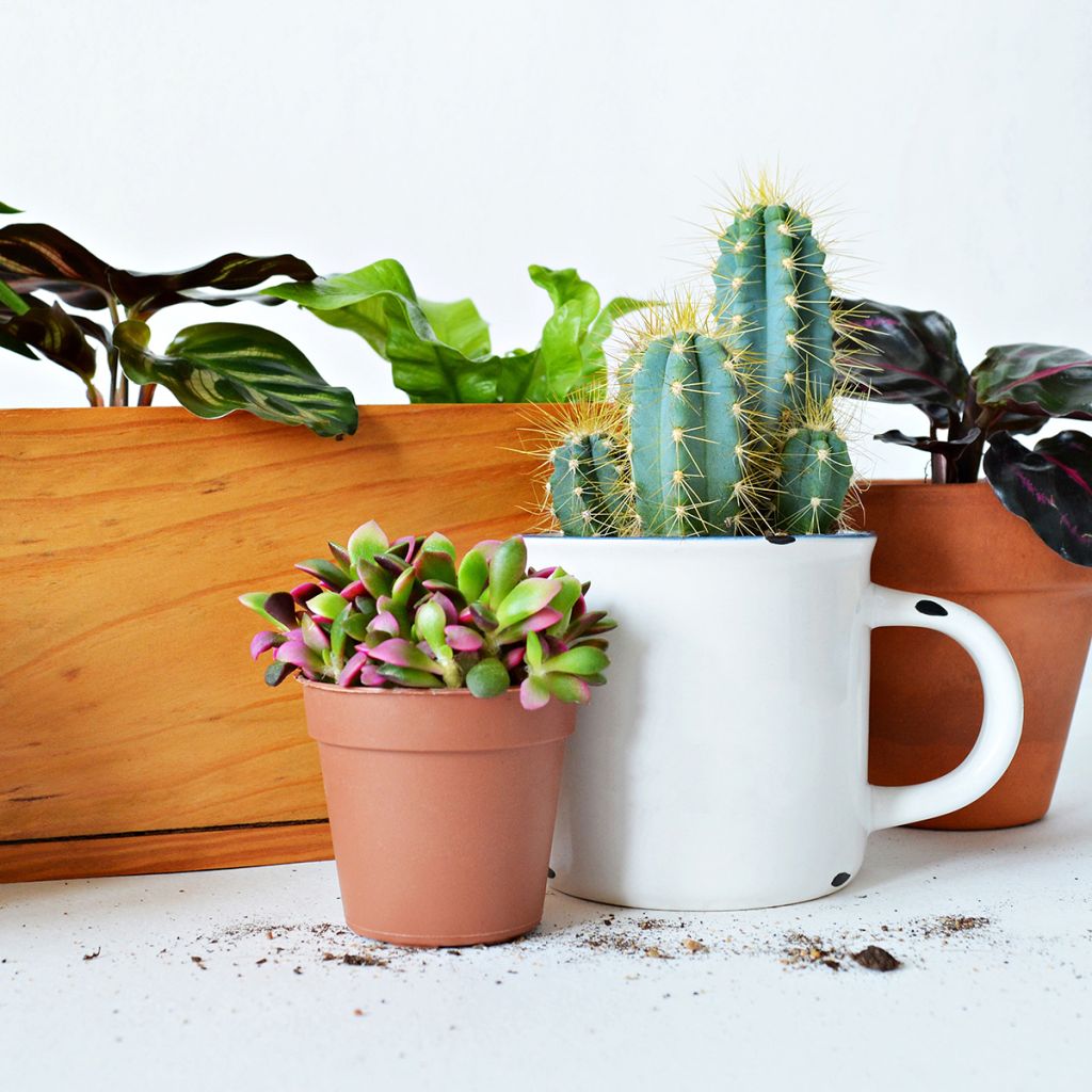 Pilosocereus azureus - Cactus