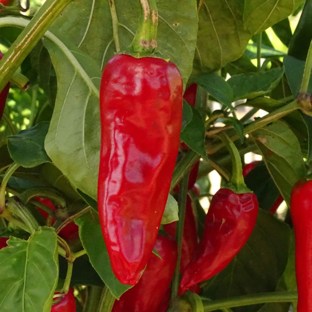 Pimienta de Cayena Gorria