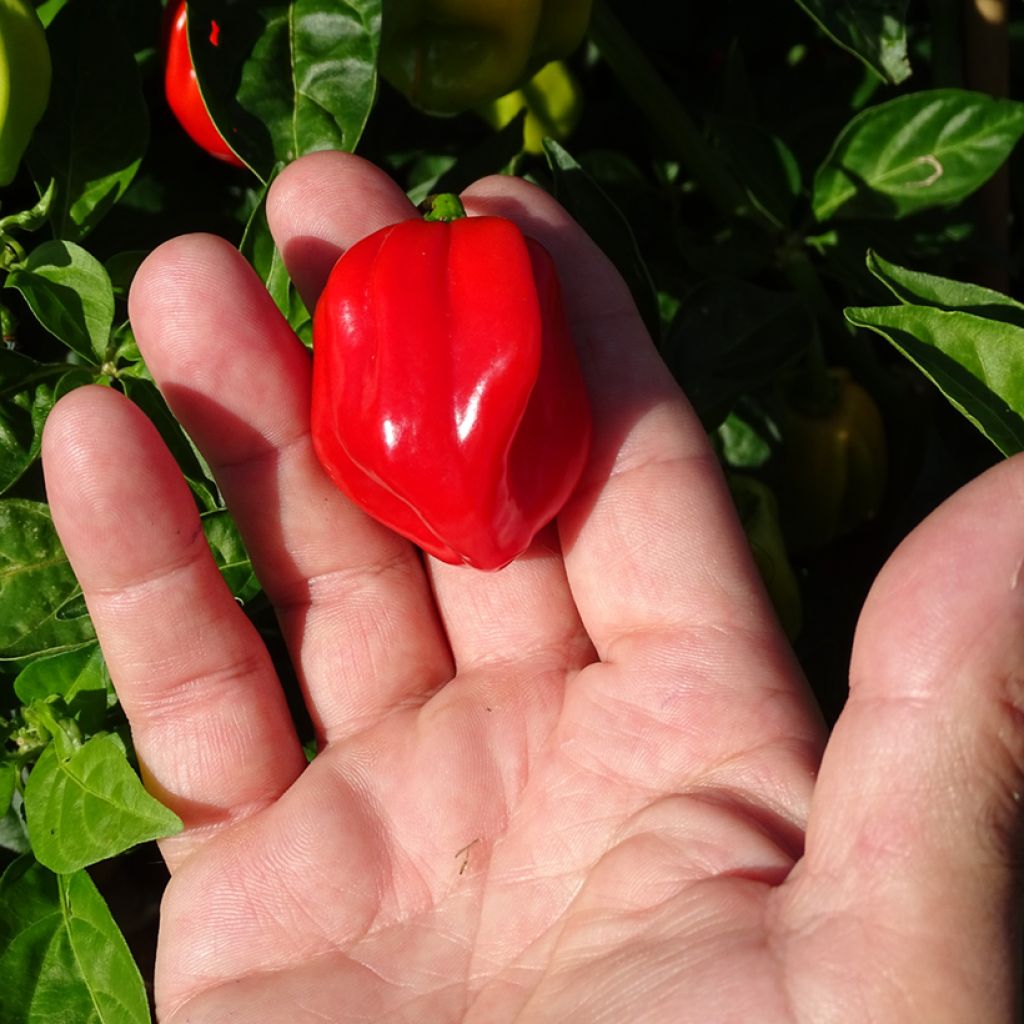 Pimienta Habanero - Capsicum chinense