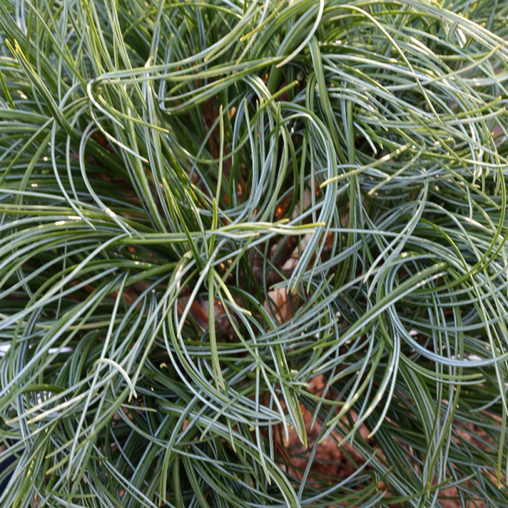 Pino de Weymouth Green Twist - Pinus strobus
