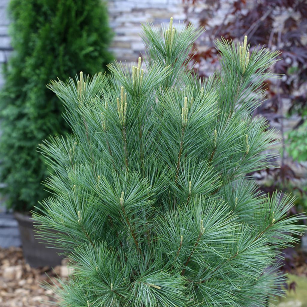 Pino azul del Himalaya - Pinus wallichiana Densa Hill