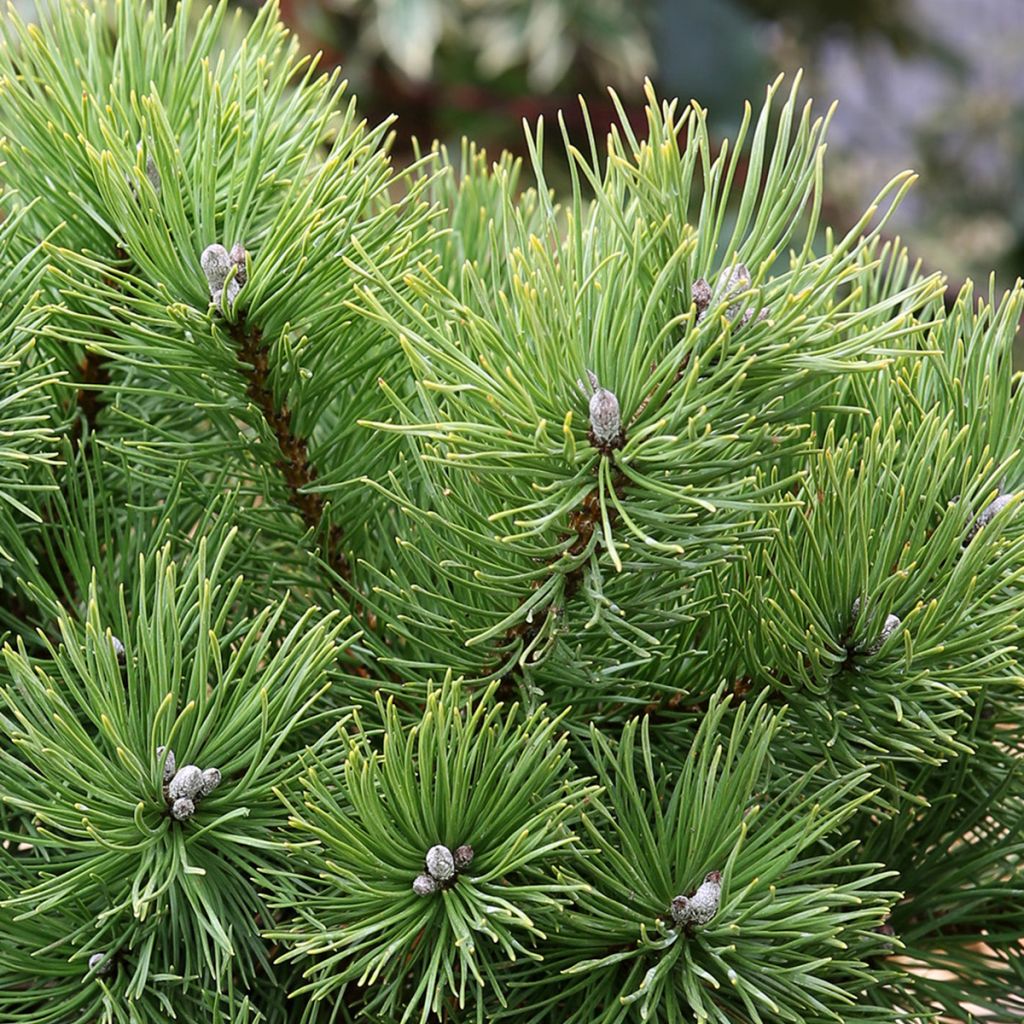 Pino negro Allgäu - Pinus mugo