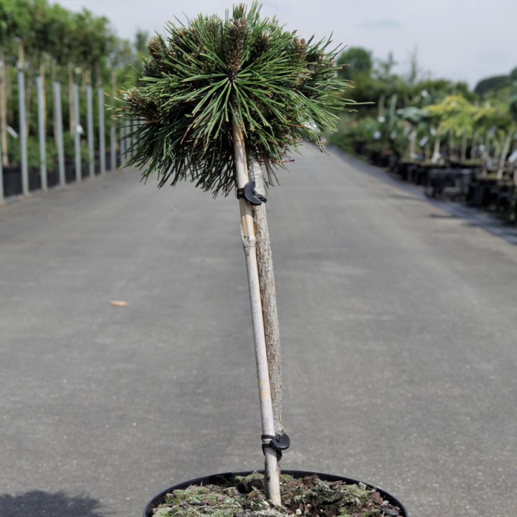 Pino negro Benjamin - Pinus mugo