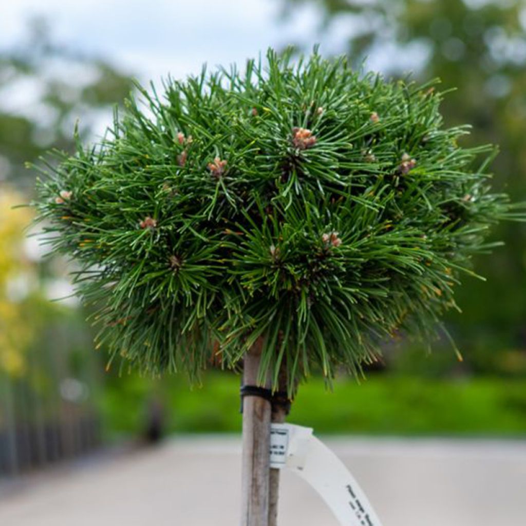 Pino negro Benjamin - Pinus mugo