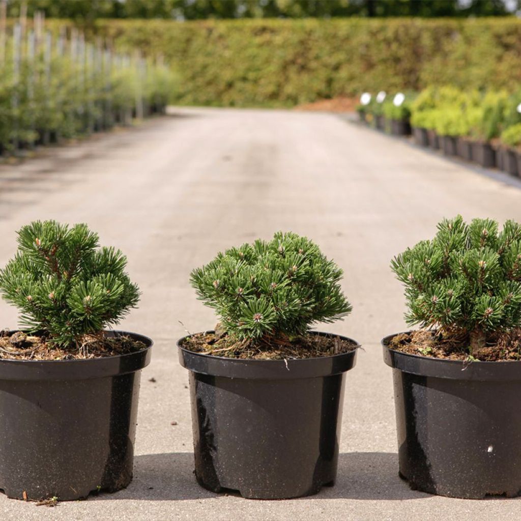 Pino negro Sherwood Compact - Pinus mugo