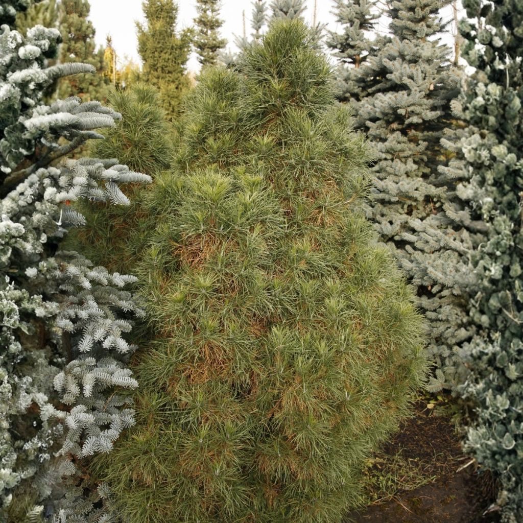 Pinus sylvestris Globosa Viridis - Pino silvestre