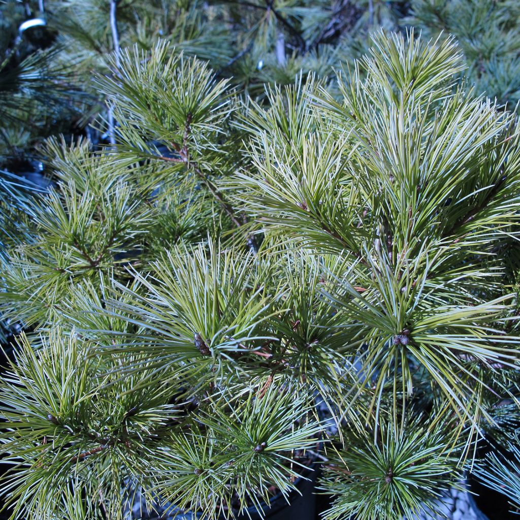 Pinus strobus Horsford - Pin de Weymouth nain