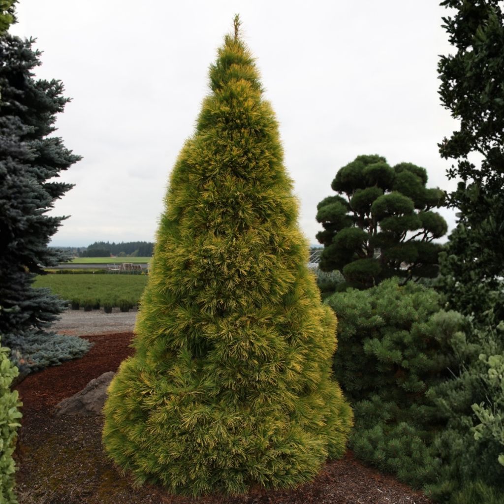 Pino de Weymouth Louie - Pinus strobus
