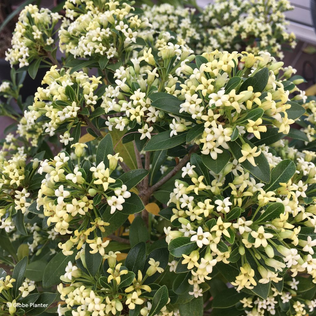 Pittosporum Green Mound - Azahar de la China