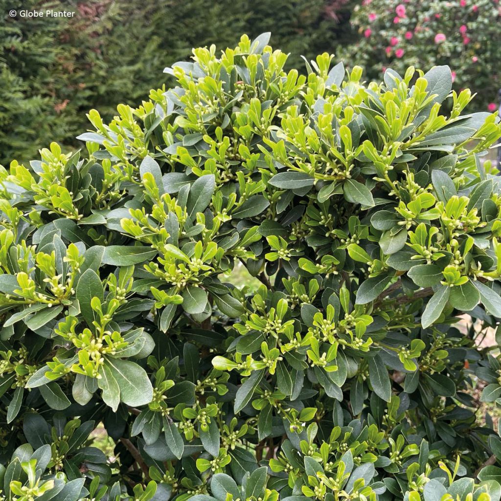 Pittosporum Green Mound - Azahar de la China