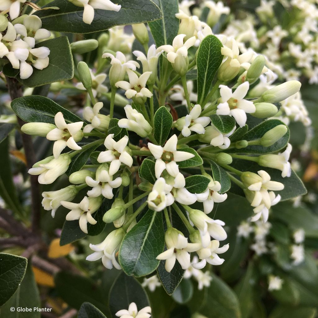Pittosporum Green Mound - Azahar de la China