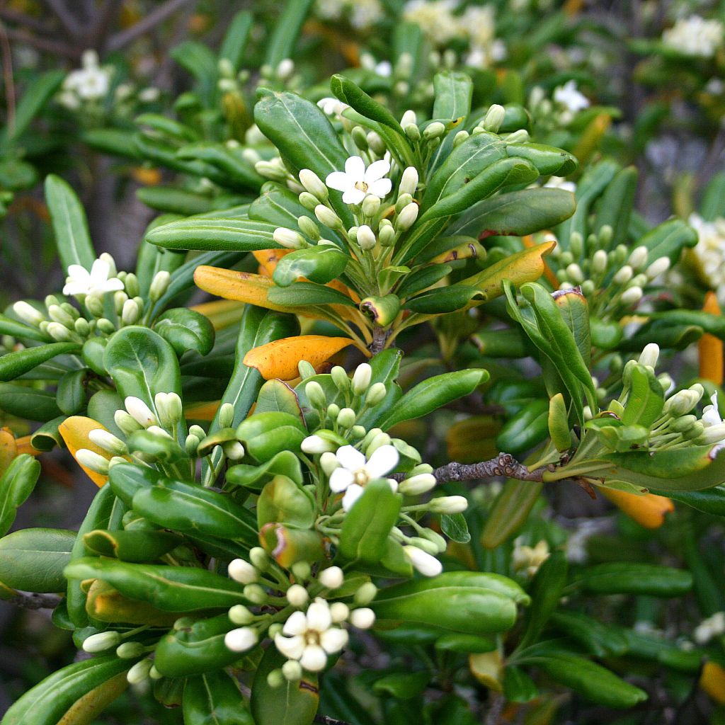 Pittosporum tobira - Azahar