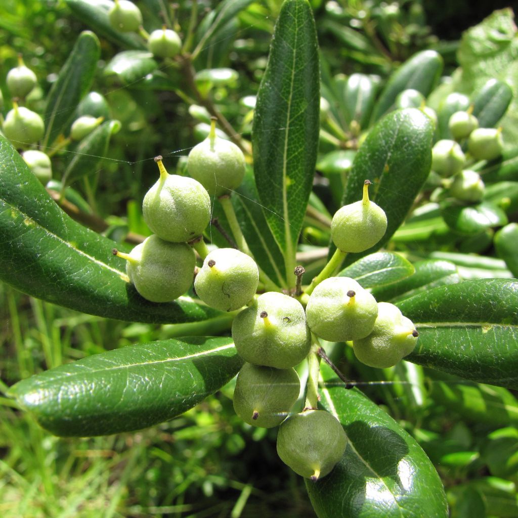 Pittosporum tobira - Azahar