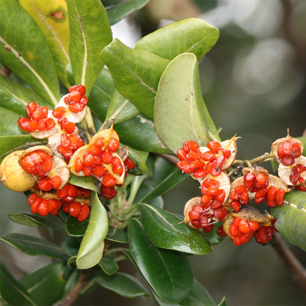 Pittosporum tobira - Azahar