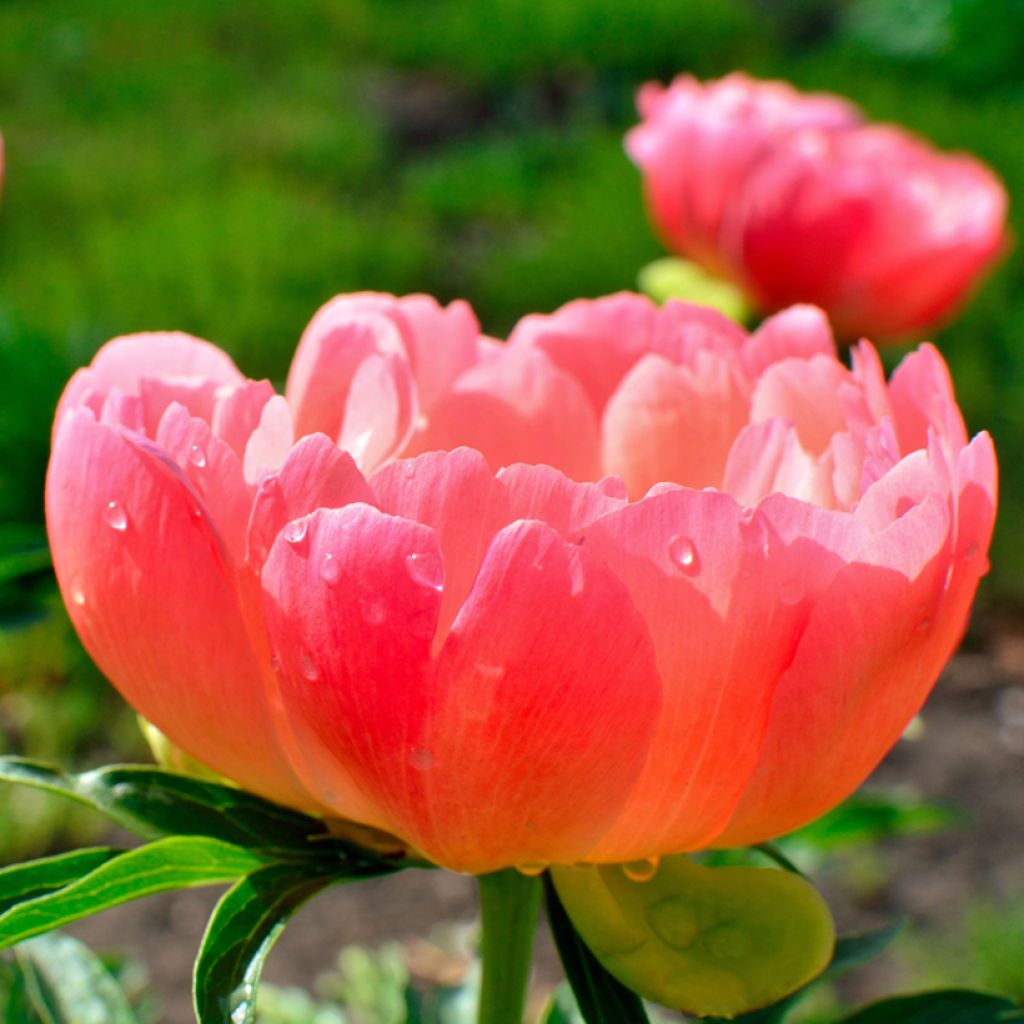 Peonia lactiflora Coral Sunset
