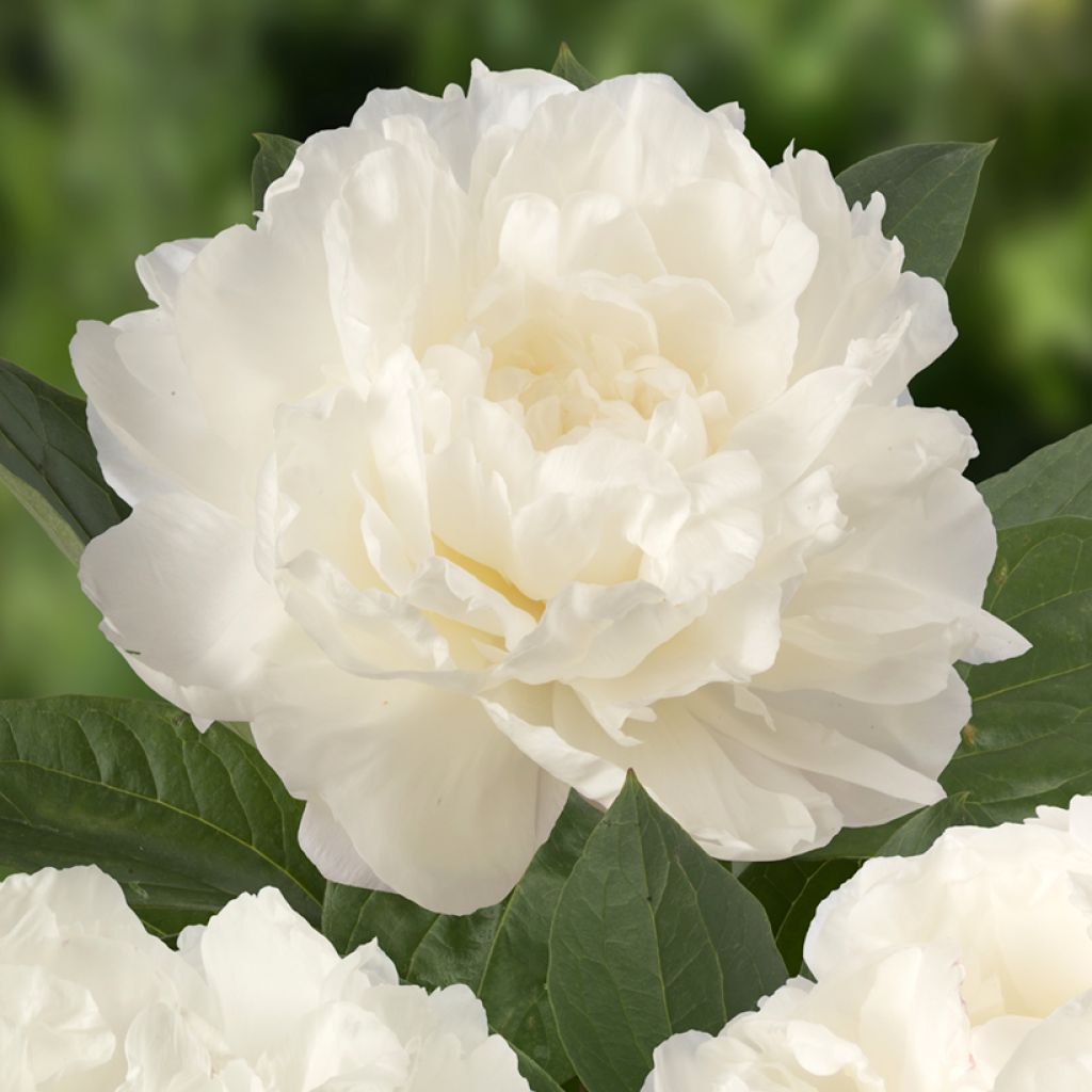 Peonia lactiflora Fringed Ivory