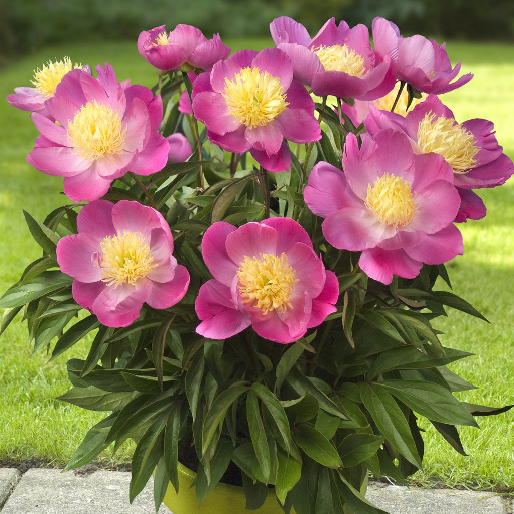 Peonía enana Patio Peony Kiev