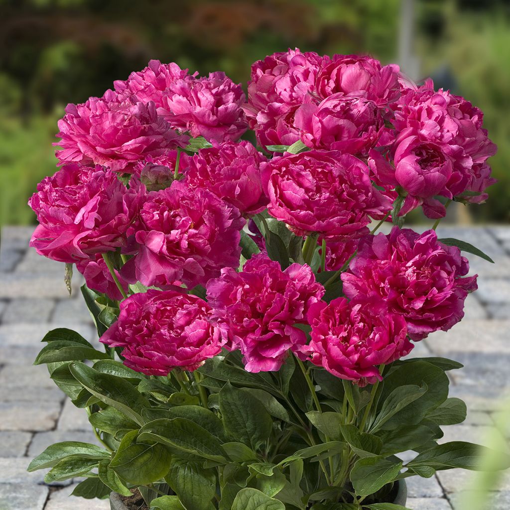 Paeonia x lactiflora Patio Peony London - Peonía enana 