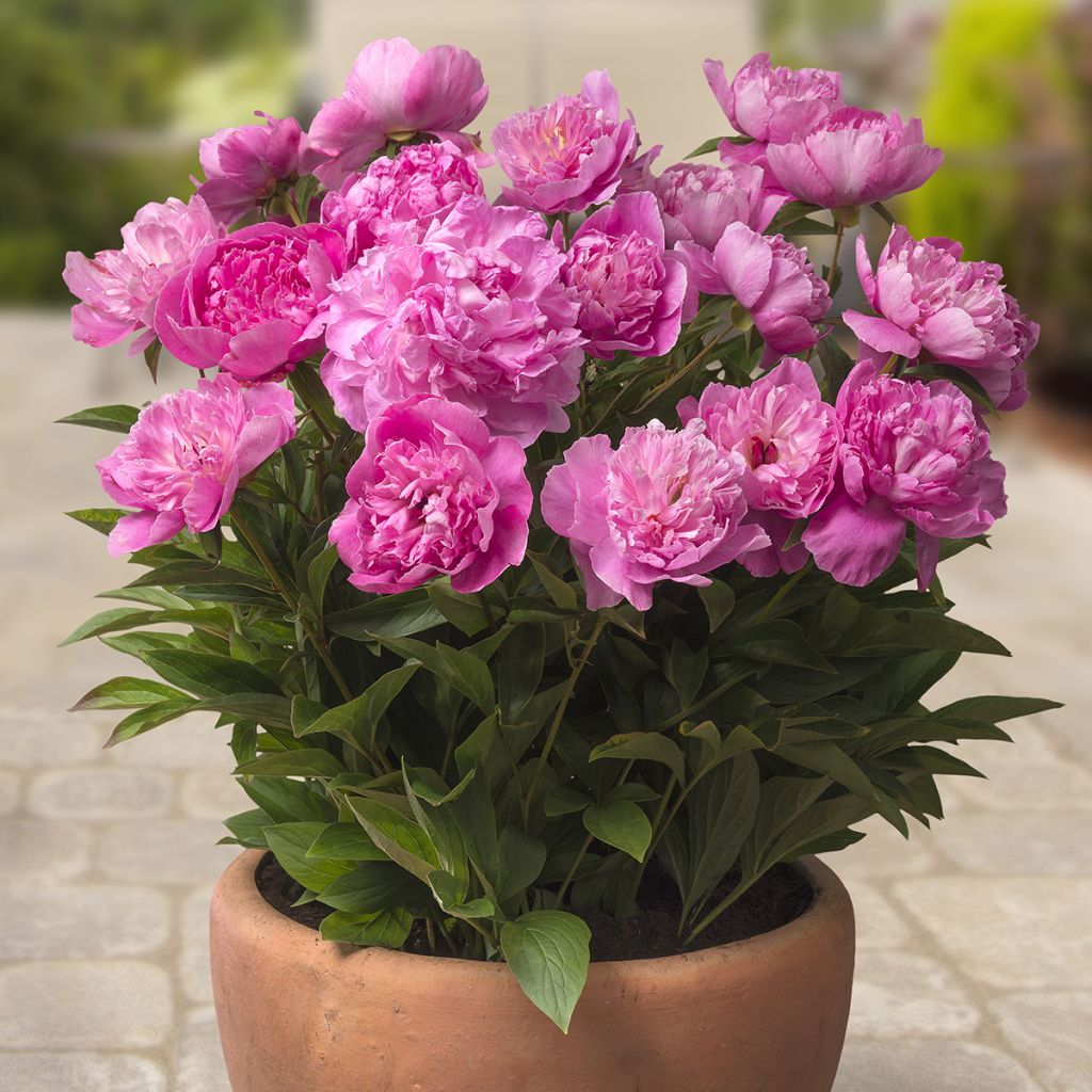 Paeonia x lactiflora Patio Peony Rome - Peonía enana 