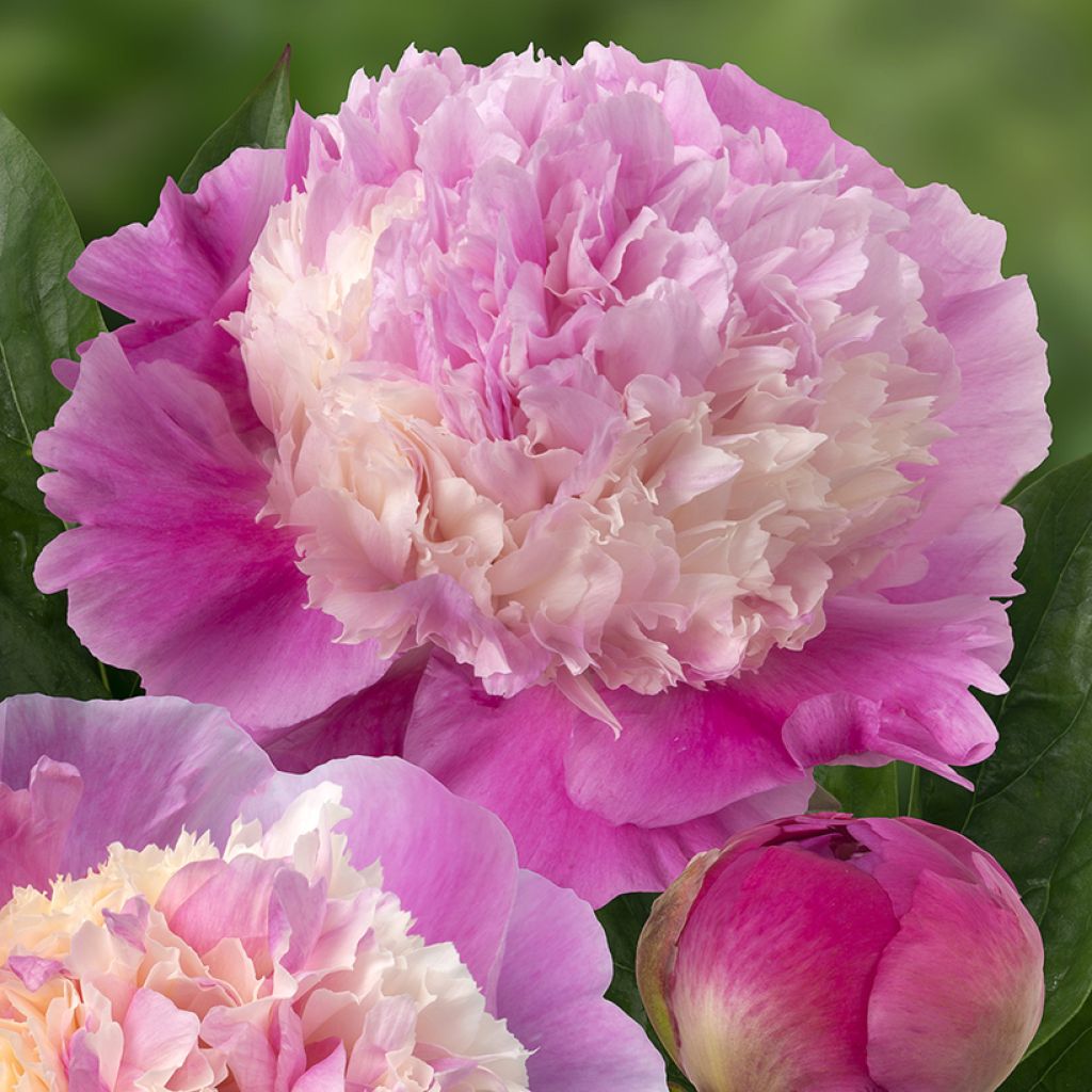 Peonia lactiflora She's my star