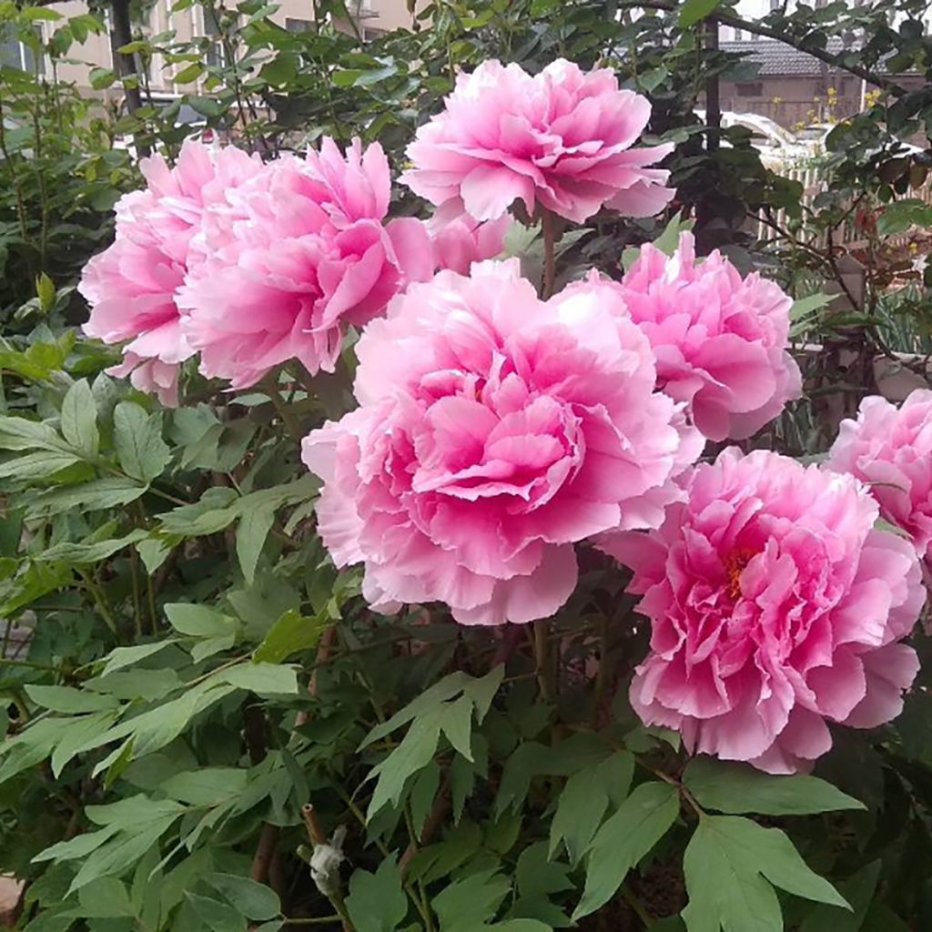 Peonía arbustiva Cotton Candy (Hua Jing) - Paeonia suffruticosa