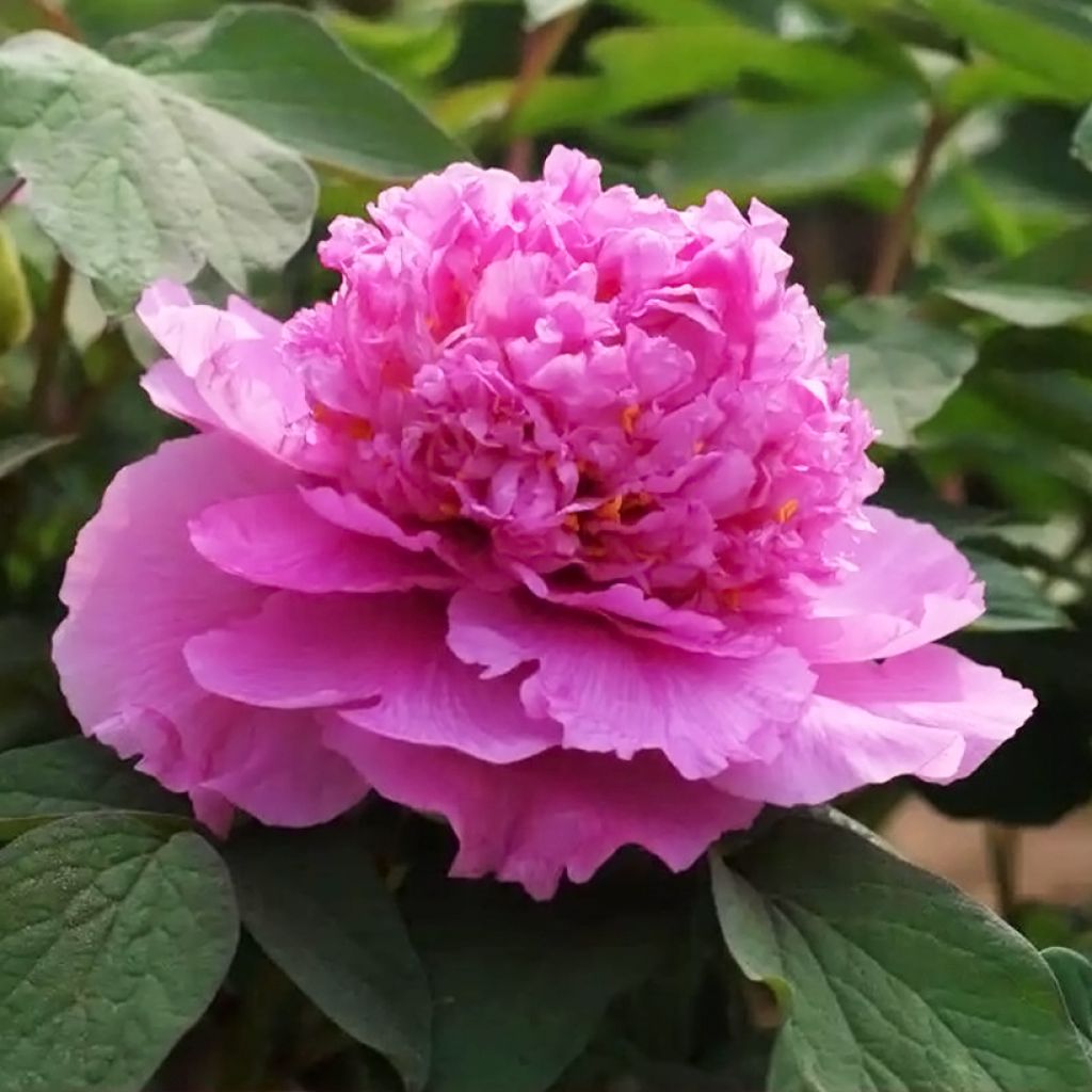 Peonía arbustiva Cai Hui - Paeonia suffruticosa