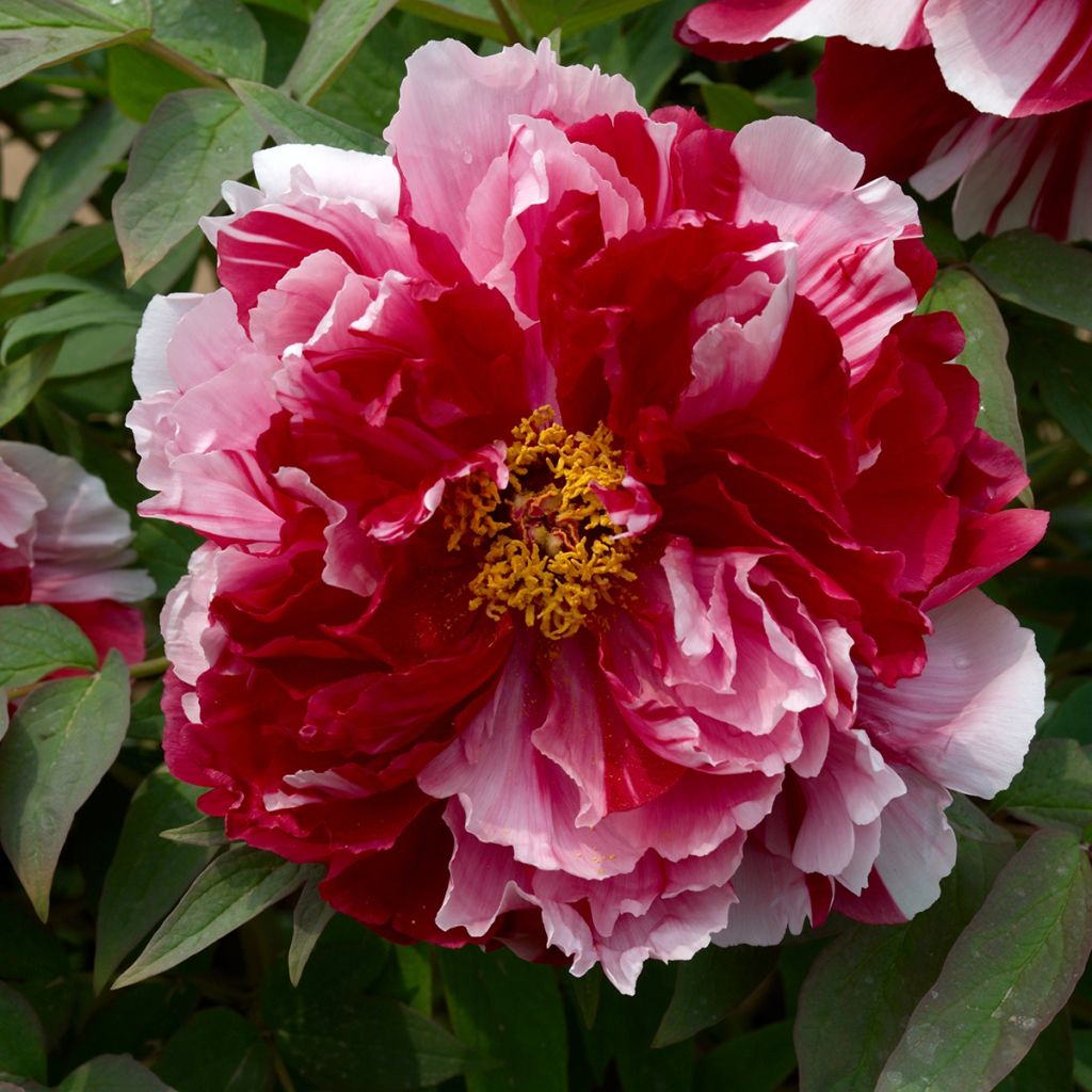 Peonía arbustiva Camouflage (Dao Jin) - Paeonia suffruticosa