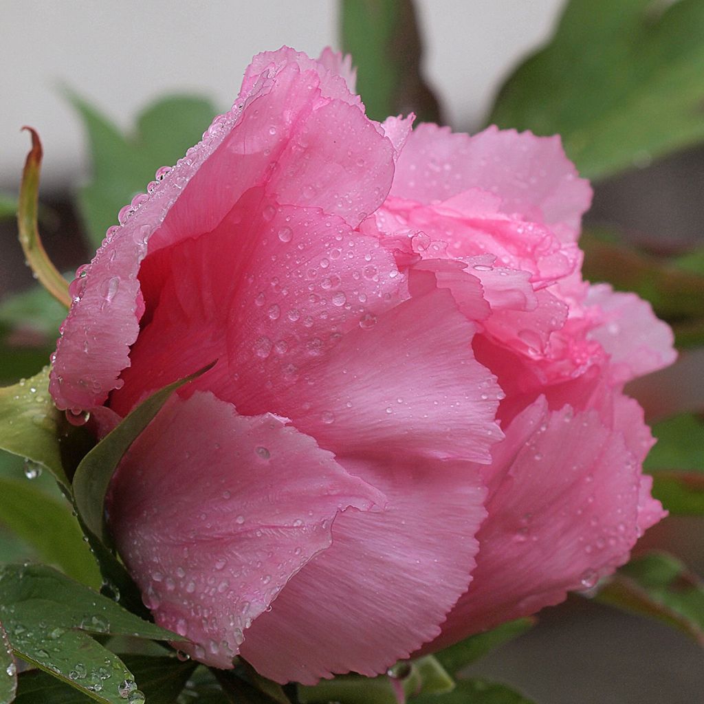 Peonía arbustiva Rou Fu Rong - Paeonia suffruticosa