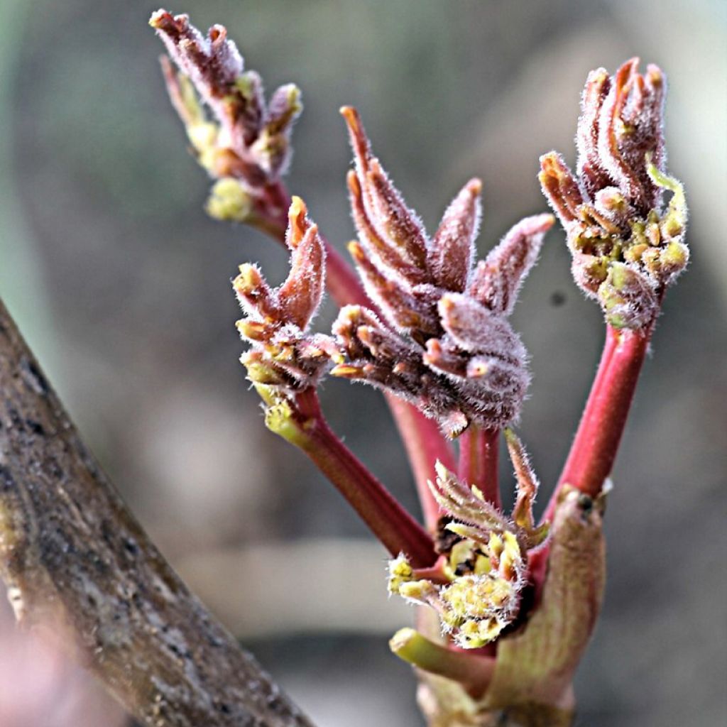 Peonía arbustiva Rou Fu Rong - Paeonia suffruticosa