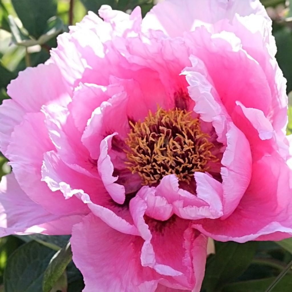 Peonía arbustiva Rou Fu Rong - Paeonia suffruticosa