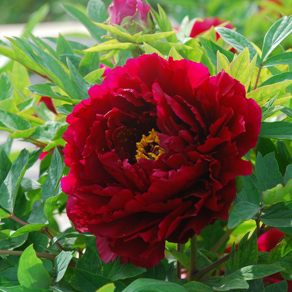 Peonía arbustiva The Best Inkstone (Mo Run Jue Lun) - Paeonia suffruticosa
