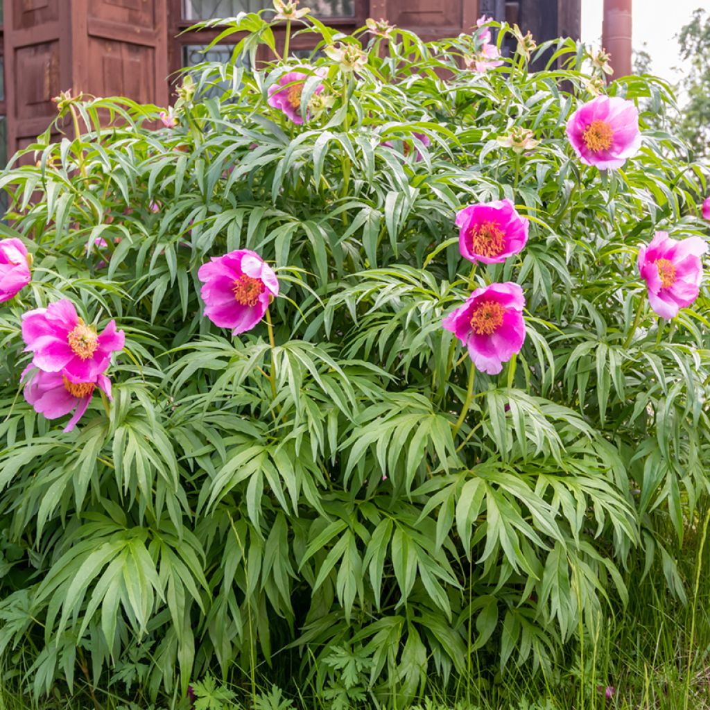 Paeonia anomala - Peonía siberiana