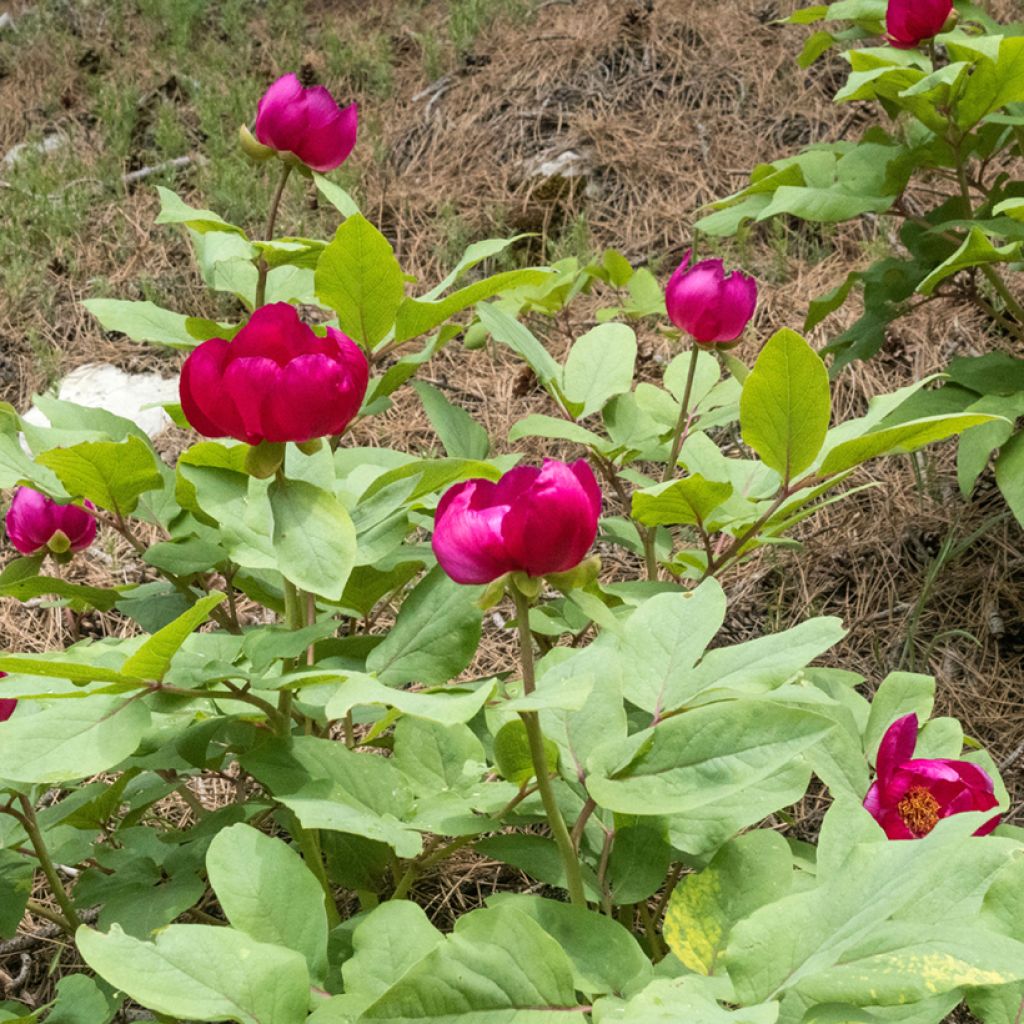 Peonia mascula